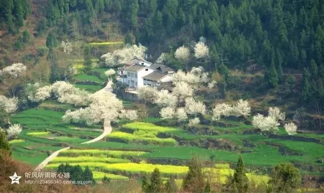 沙河樱花谷是朝天区最大的樱桃花种植基地,当地现已建成了多个连片