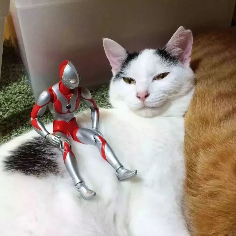 自从橘猫娶了媳妇,陪它长大的奥特曼被冷落,撂倒在地