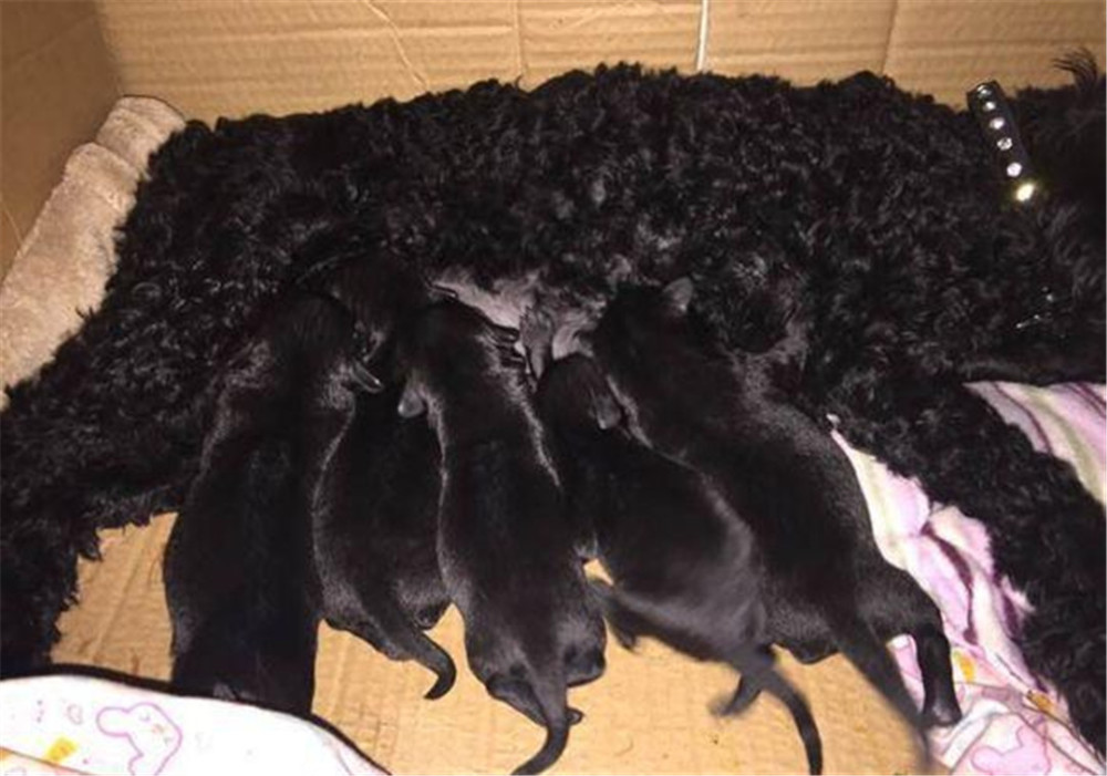 朋友收留了一只流浪的泰迪,没有几天自己家的