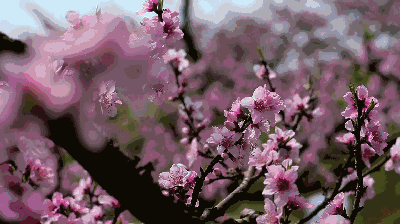 桃花为什么能成为中国千年不衰的