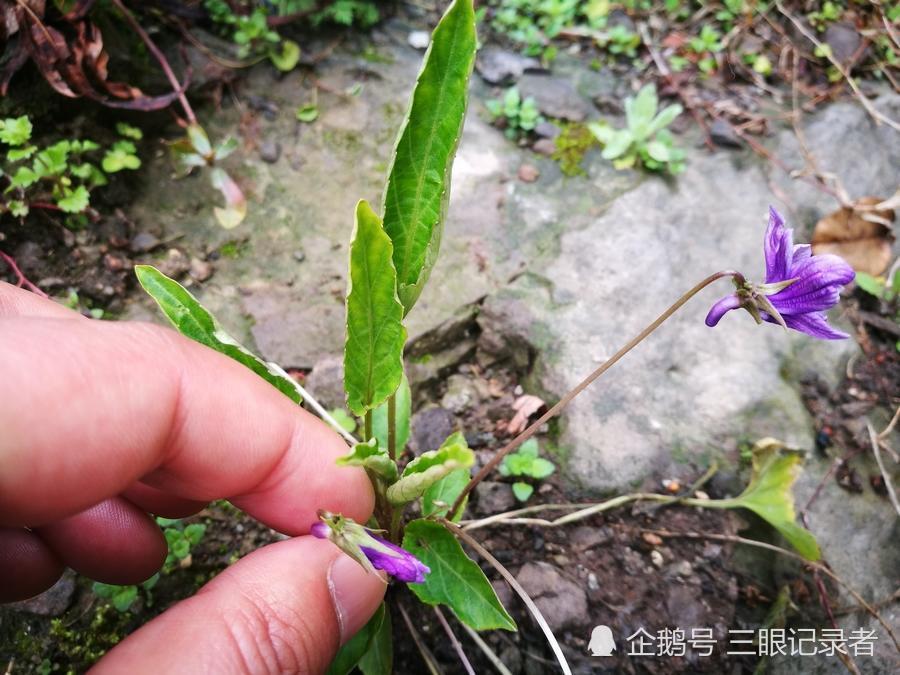 一种开紫色花的植物,有人称它"铧头草",可制作盆景,也