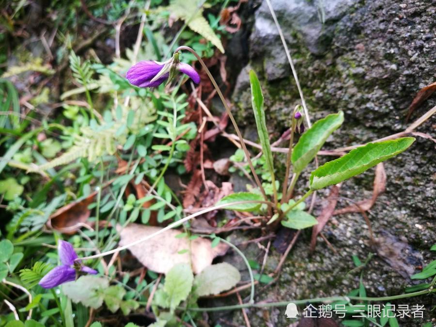 一种开紫色花的植物 有人称它 铧头草 可制作盆景 也可药用 看点快报