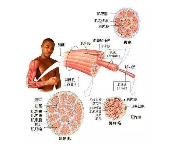 肌纤维组成大小不同的肌群(或肌束).