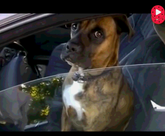 狗狗在车里坐等主人,警察来查