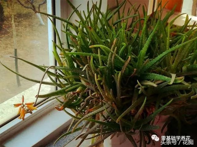 芦荟就养这个品种,半年就能爆崽无数,还能美容