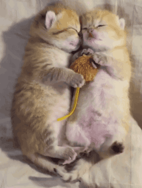 动物 灵长目 猫 猫咪 小猫 桌面 280_370 竖版 竖屏 手机 gif 动态图