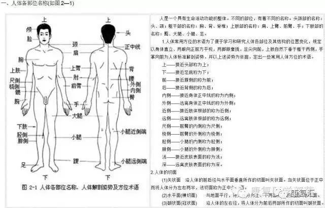图解人体各部位骨骼肌肉及体表标志 健康资讯 月颖小站