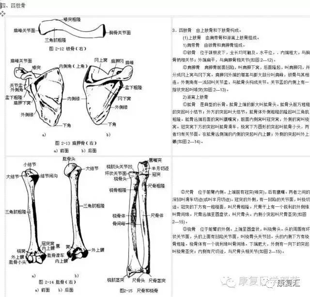 图解人体各部位骨骼肌肉及体表标志 健康资讯 月颖小站