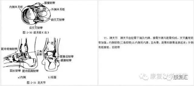 图解人体各部位骨骼肌肉及体表标志 健康资讯 月颖小站