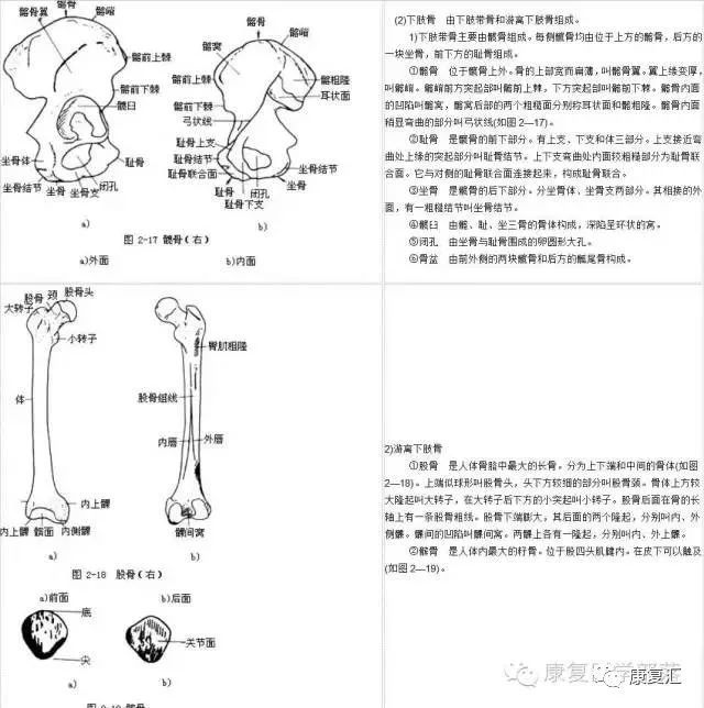 图解人体各部位骨骼肌肉及体表标志 人体骨骼肌肉结构图 浩然生活网