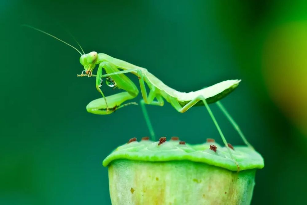 螳螂登上它的舞台展示绝活