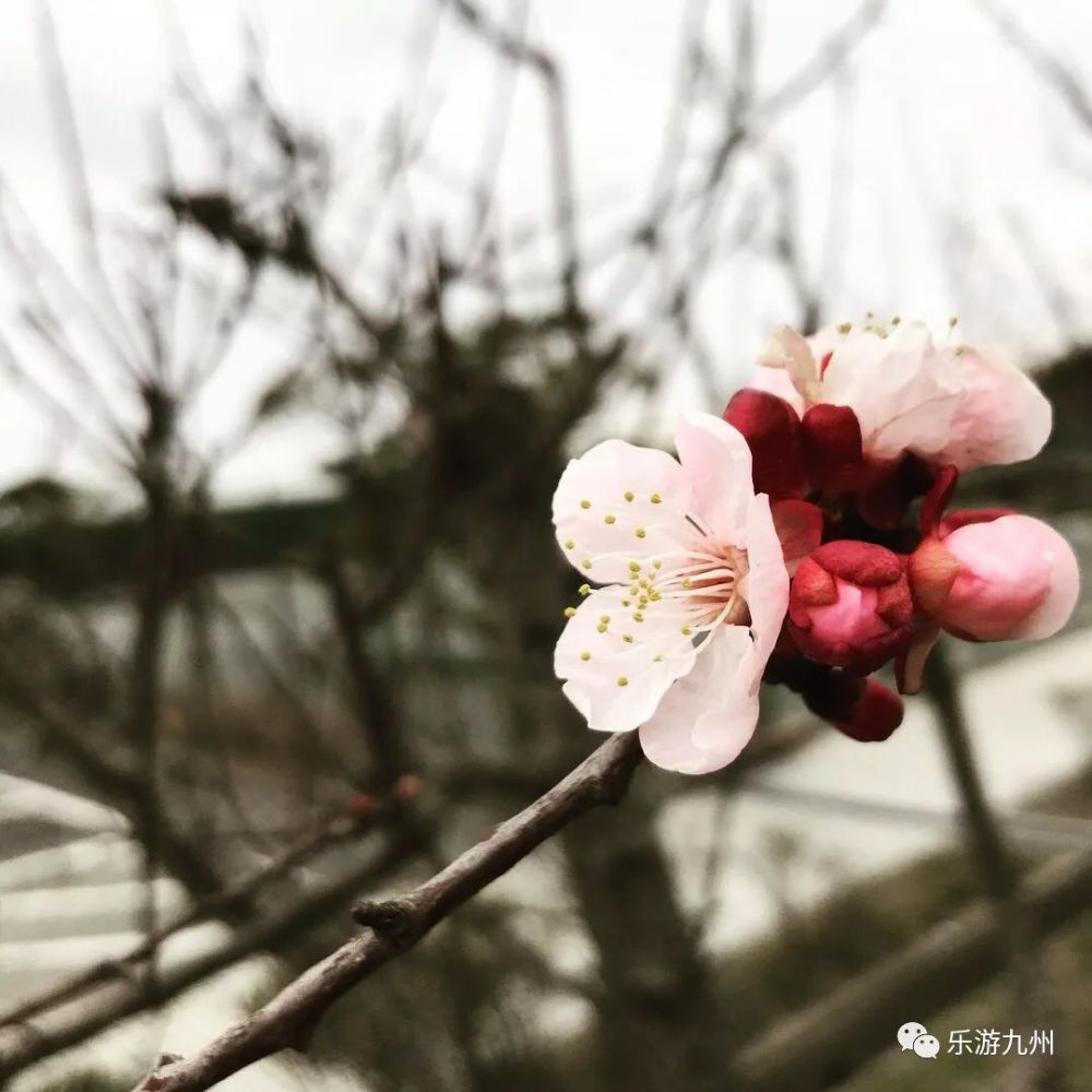 你的名字 开运樱花 看点快报