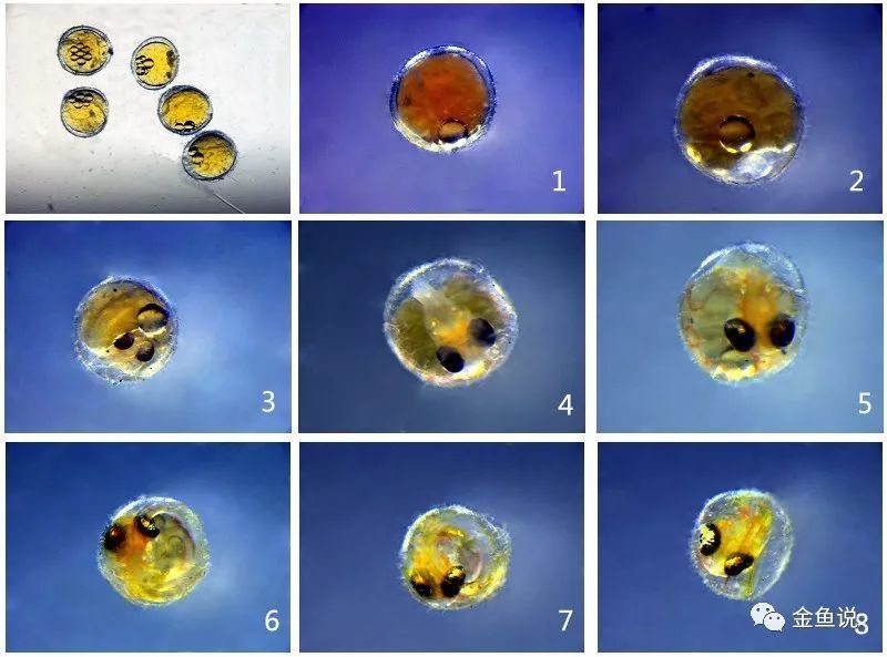 金鱼鱼卵如何孵化?