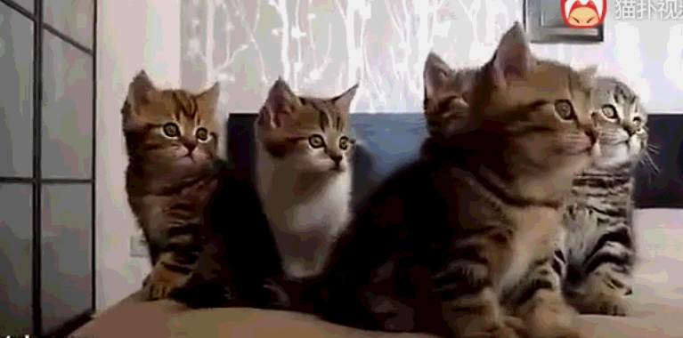 壁纸 动物 猫 猫咪 小猫 桌面 767_380 gif 动态图 动图