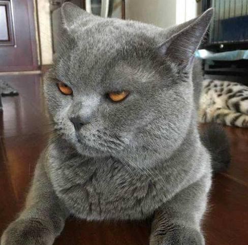 不喜欢猫咪的男主人,在女主人出差时养了蓝猫