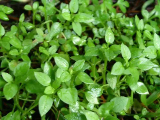 炒食,凉拌,做汤 61 繁缕 别名:繁蒌,滋草,鹅肠菜,鹅儿肠菜,五爪龙