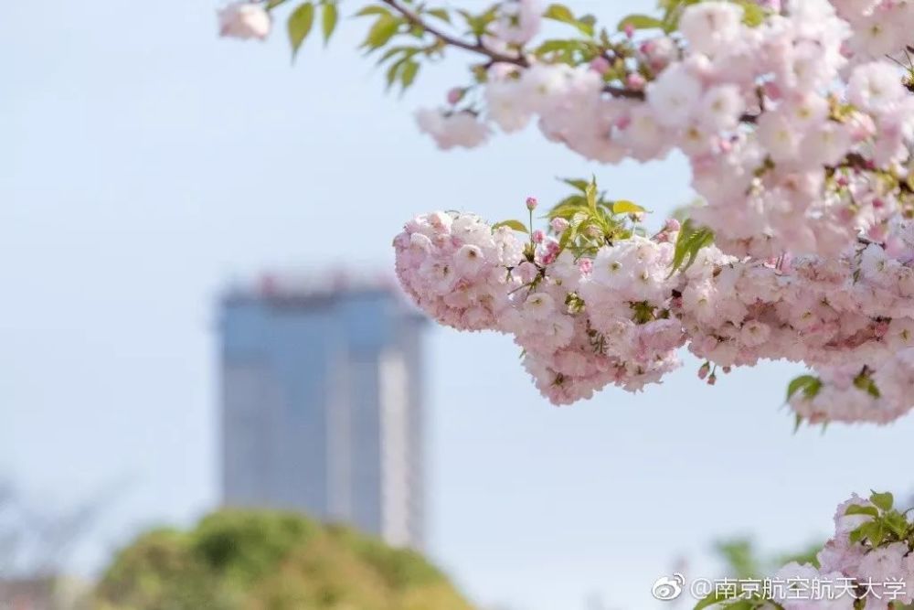 南京春季最全赏花地图!