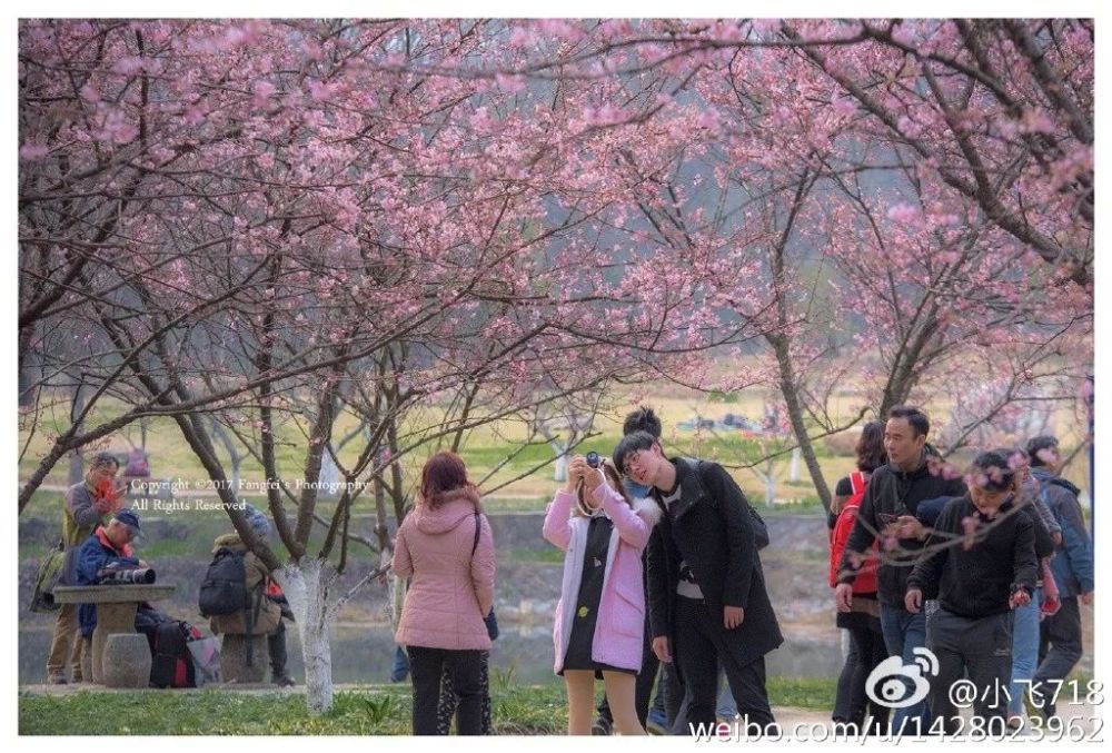 南京春季最全赏花地图!