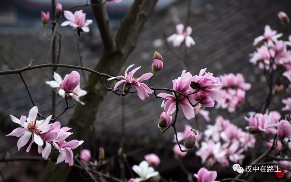 汉中市花:旱莲花开了!