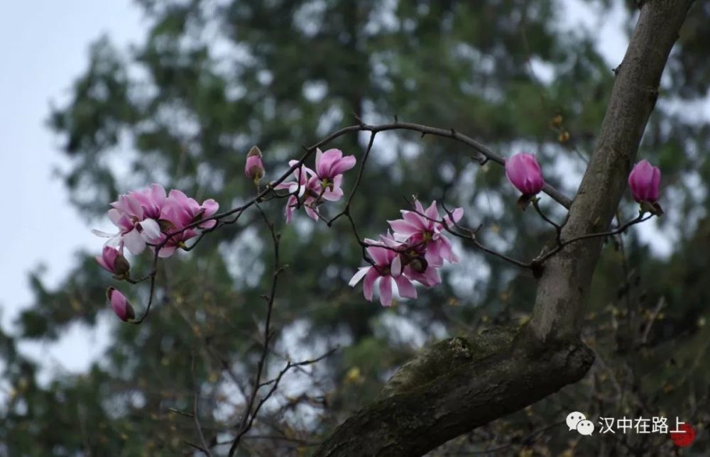 汉中市花:旱莲花开了!