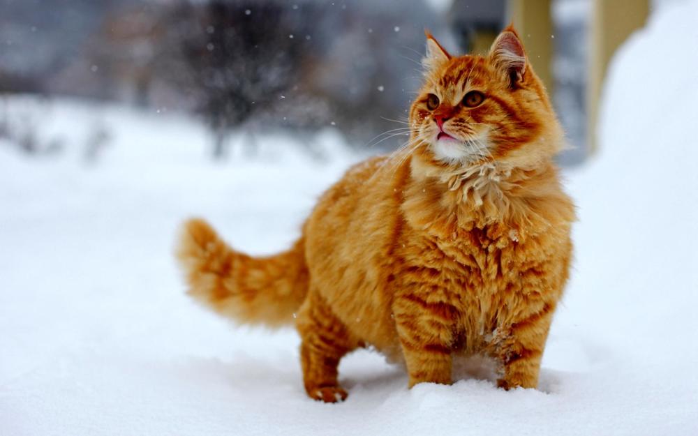 网友在雪地里救出了一只小猫 网友 你是代替它来陪我的嘛 小猫可以在雪地上画什么小猫在雪地画出来什么小猫在雪地里画什么 姝阳自媒体