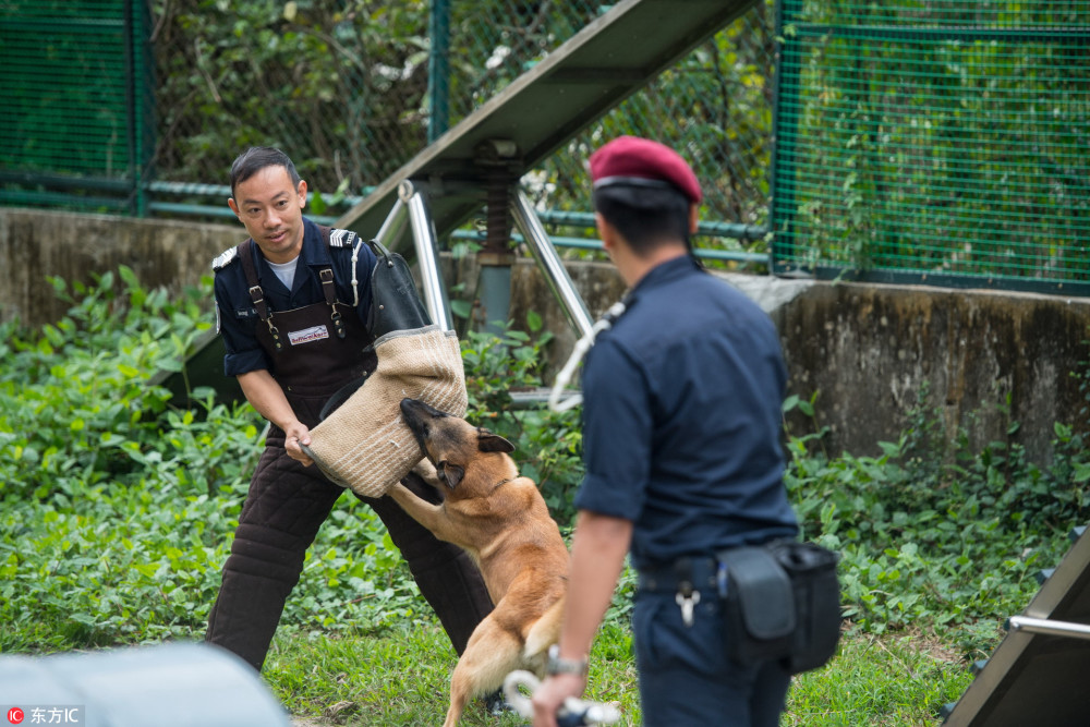 揭秘澳门警犬训练基地 狗狗训练有素,扑咬追踪缉毒样样在行!