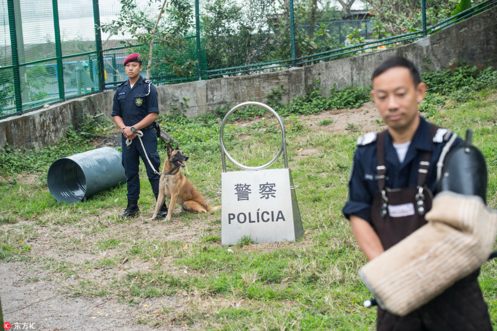 揭秘澳门警犬训练基地 狗狗训练有素,扑咬追踪缉毒样样在行!