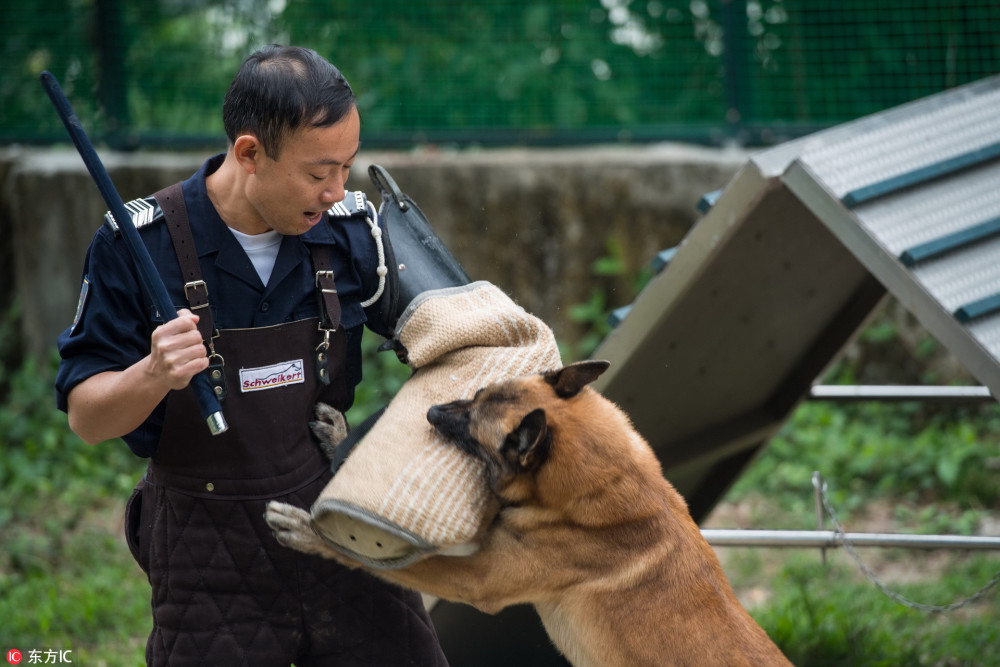 揭秘澳门警犬训练基地 狗狗训练有素,扑咬追踪缉毒样样在行!