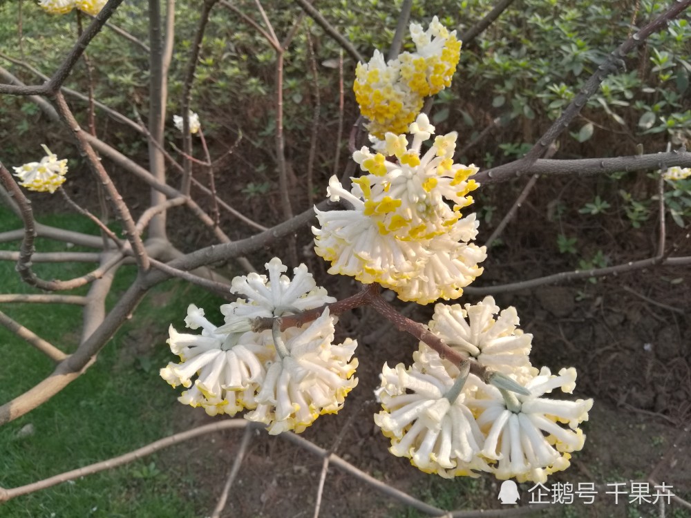 凤毛麟角的早春花开 看点快报