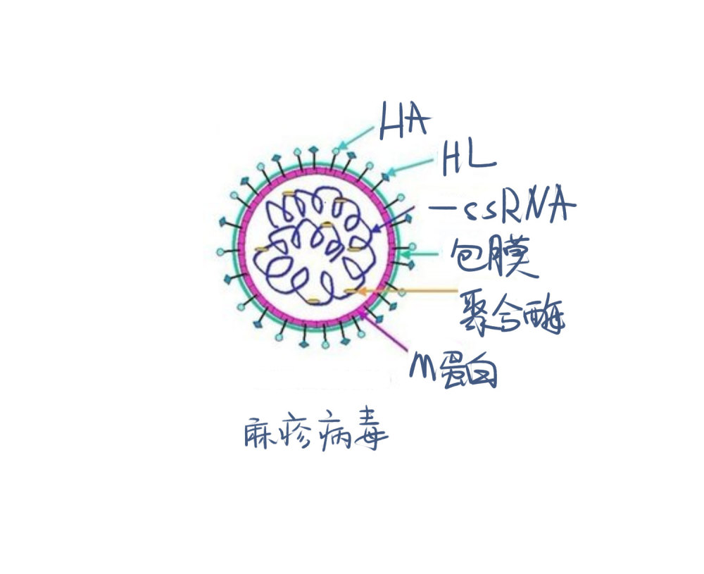小儿麻疹会让宝宝失去应该的美,妈妈们一定要