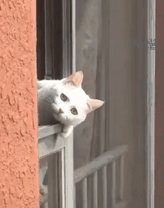 门窗 236_298 gif 动态图 动图
