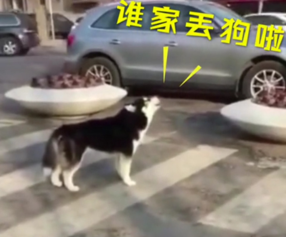 哈士奇公园走丢哭嚎等主人,小心翼翼模样让人十分心疼