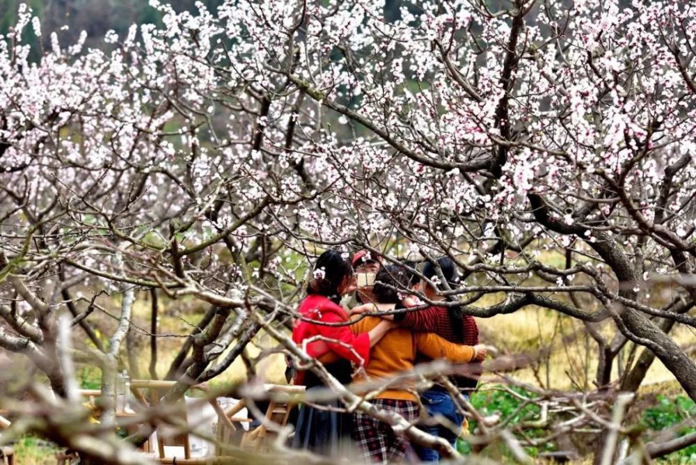 福洪镇,旅游景区,客家杏花村,青白江区