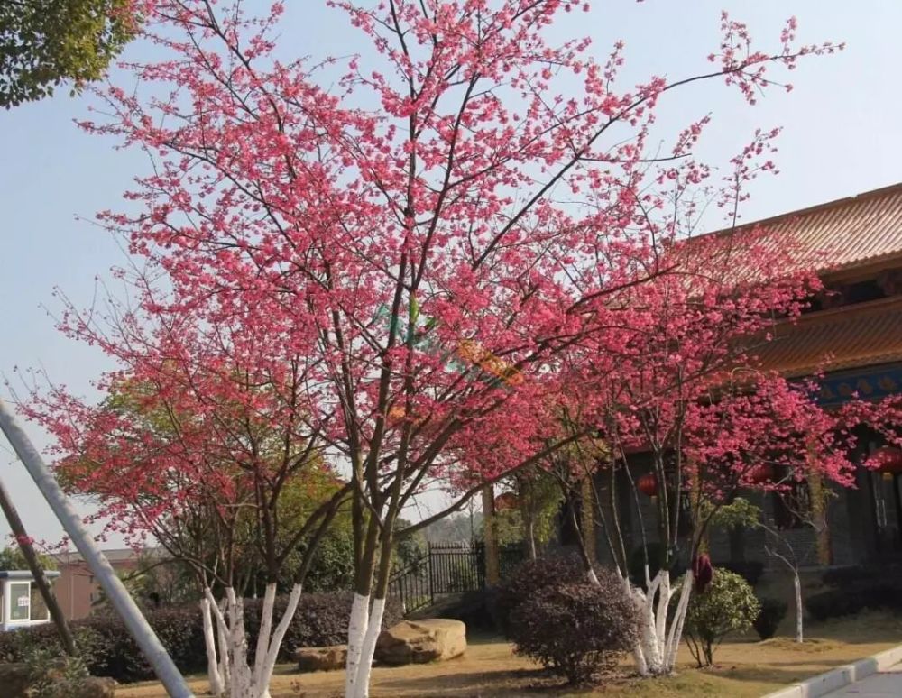1:山樱花