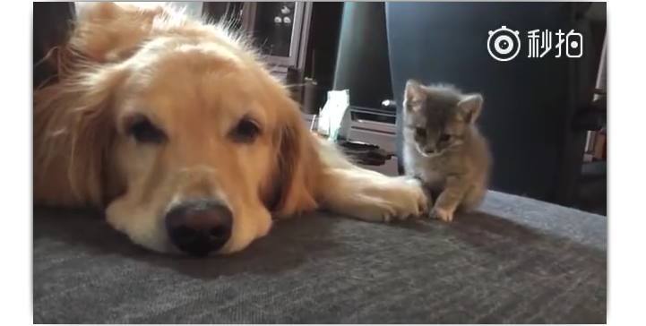 狗狗和小奶猫第一次见面 一开始高冷的狗狗 最后的举动好暖 狗狗比较高冷霸气的名字狗狗表示友好的举动狗狗的名字高冷霸气 小华头条网
