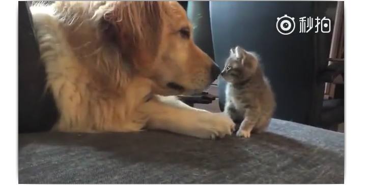 狗狗和小奶猫第一次见面 一开始高冷的狗狗 最后的举动好暖 狗狗比较高冷霸气的名字狗狗表示友好的举动狗狗的名字高冷霸气 小华头条网