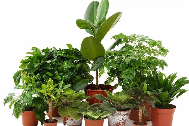 没有光照植物也能生长么 灯光要给多少才能让植物健康生长 看点快报