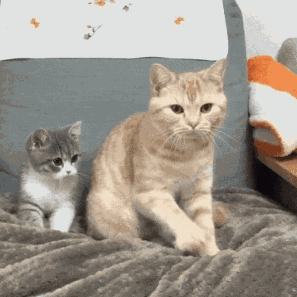 297_297gif 动态图 动图