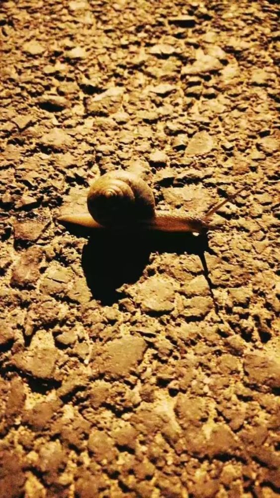 最近,日照地税这个小姐姐火了!