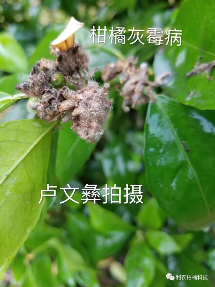 花期低温阴雨,谨防花期灰霉病
