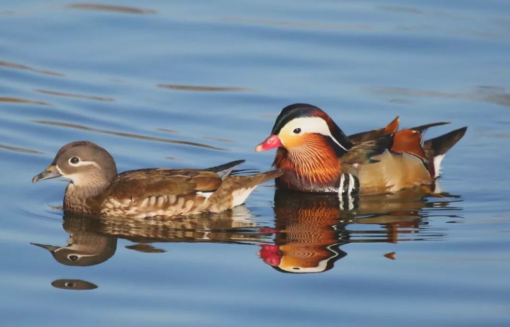 鸳鸯 (mandarin duck,aix galericulata) 拍摄:北京, 2016