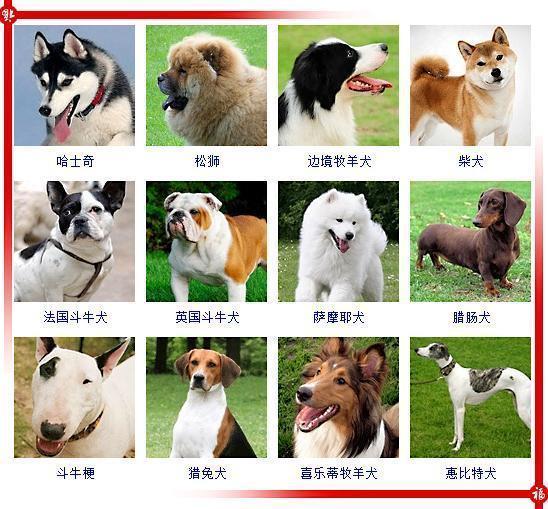 你能叫得出多少狗狗的种类?看这些图,狗狗的品种一目了然
