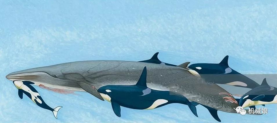 哪种动物能猎杀蓝鲸?虎鲸和大白鲨是蓝鲸的对手吗?