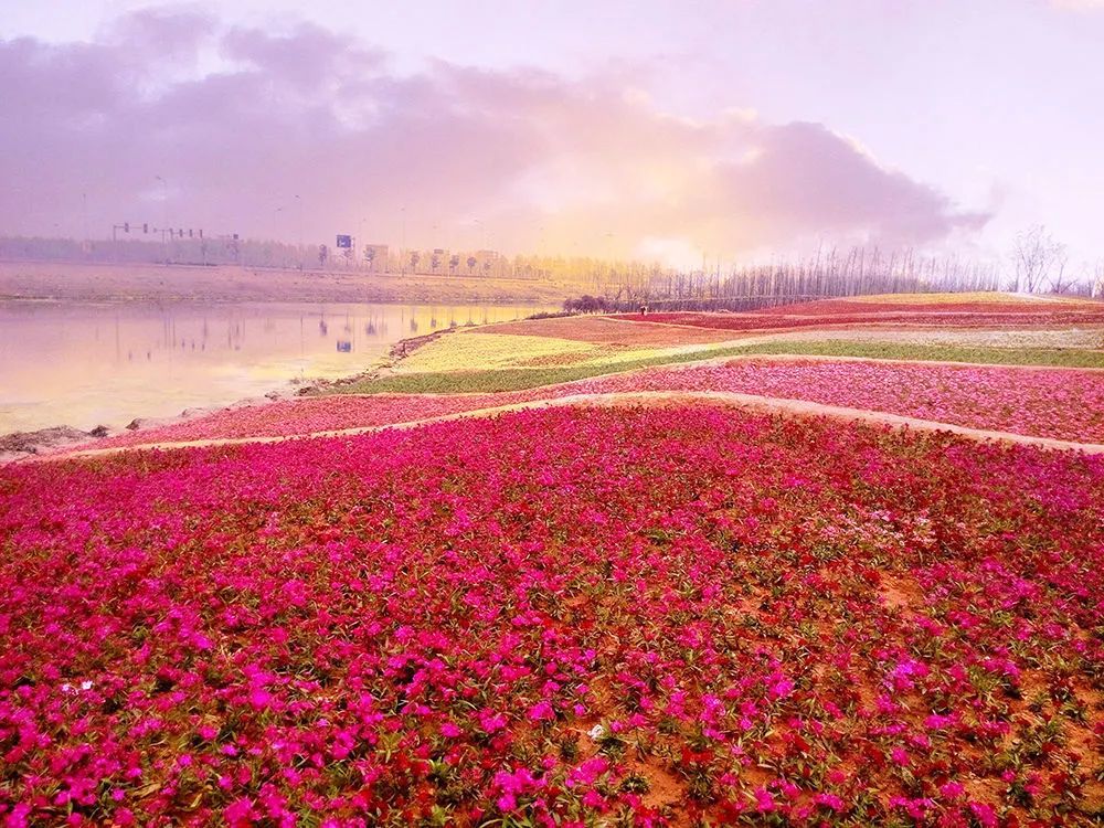 地址:绍兴市上虞区岭南乡 杭州湾海上花田景区以四季花海,滨海湿地为