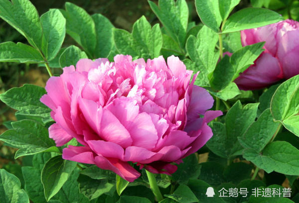 牡丹园里的武大郎炊饼武大郎炊饼加盟武大郎卖炊饼视频 姝阳自媒体