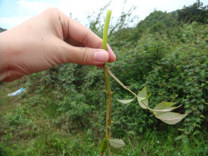 农村浑身是刺的植物一般人不敢靠近,不过其嫩苗是美味