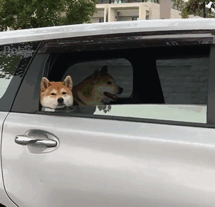 路边的柴犬一直跟我对视,柴犬:确认过眼神,我遇上对的人