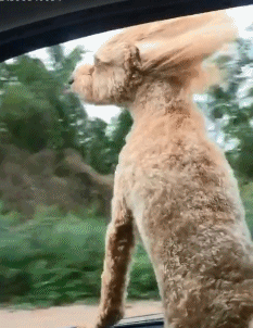 看到了没,看到了没,这才是一只猫该有的基本操作 每天分享搞笑动态图