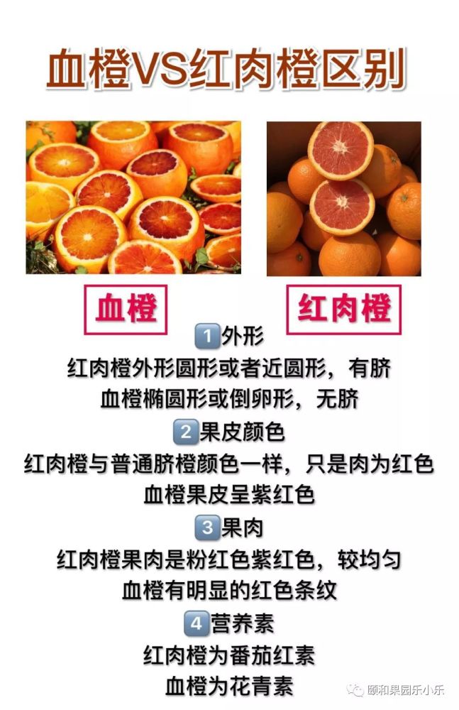 血橙 红肉橙傻傻分不清楚 看点快报