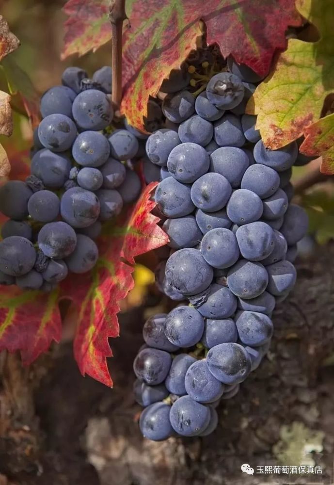 国产葡萄酒与进口葡萄酒有什么区别?